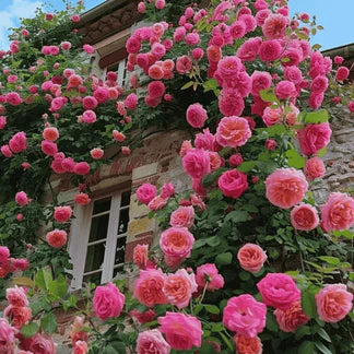Climbing Rose Flower Seeds — Year-Round Blooming